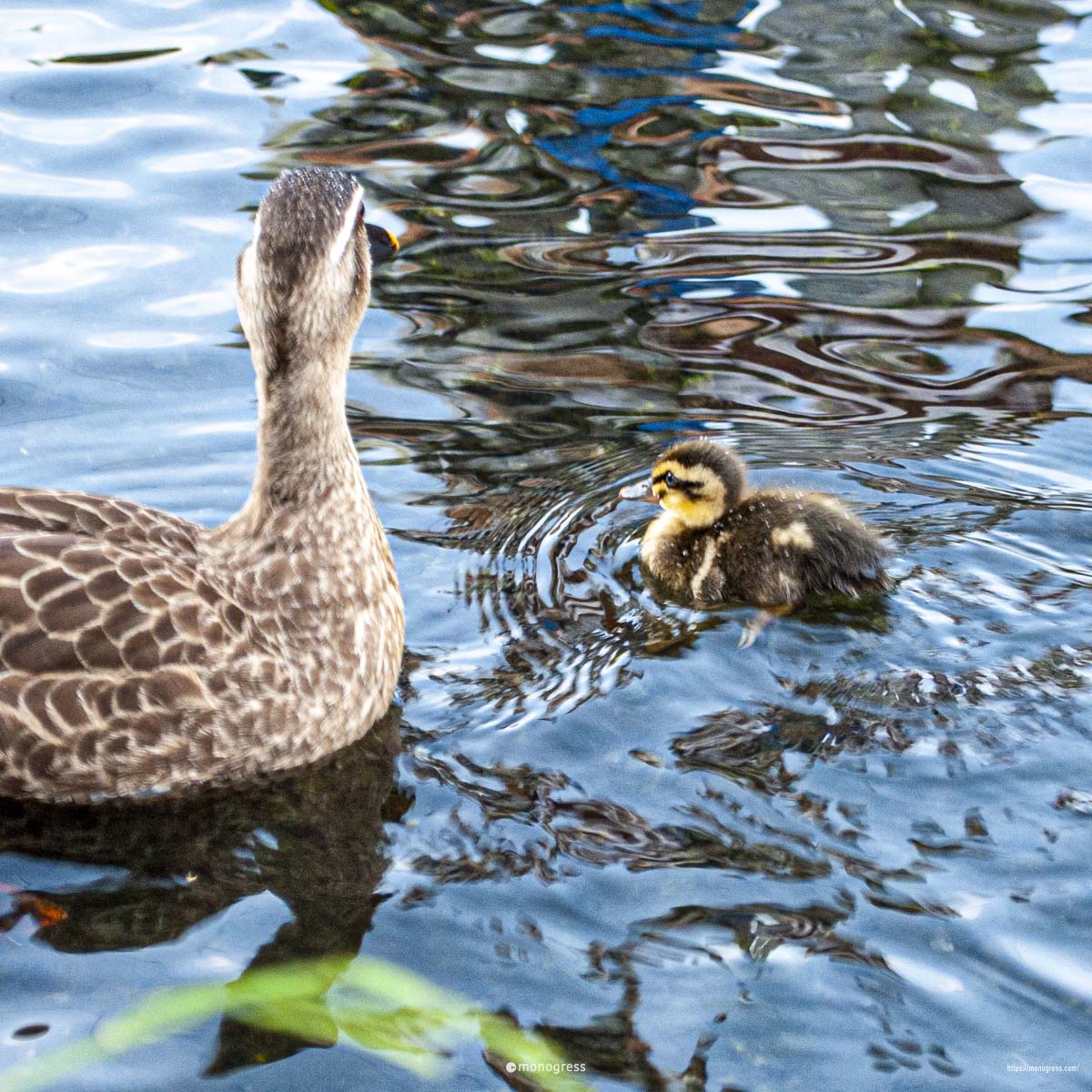 親ガモと子ガモ