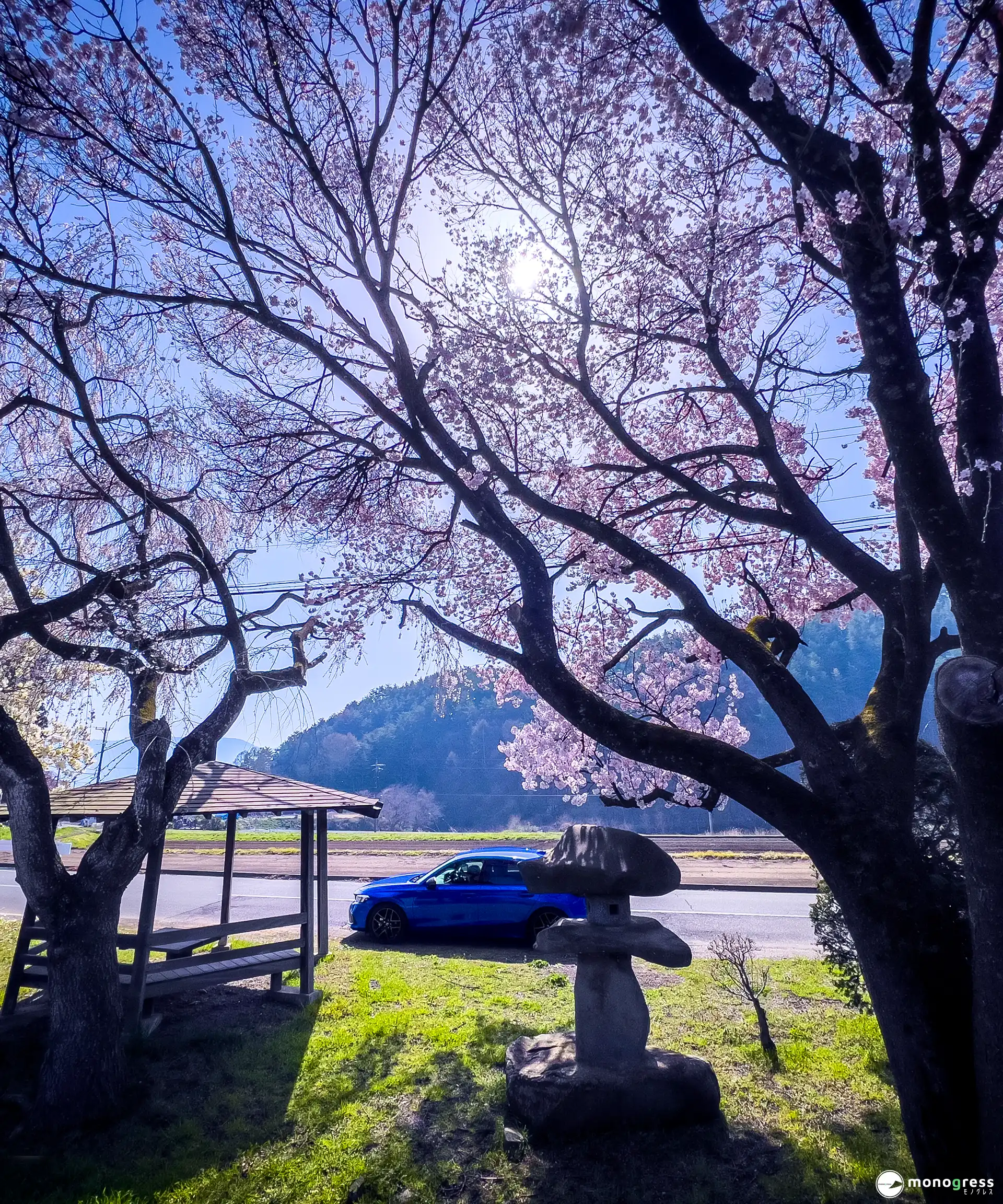 シビックと桜の写真