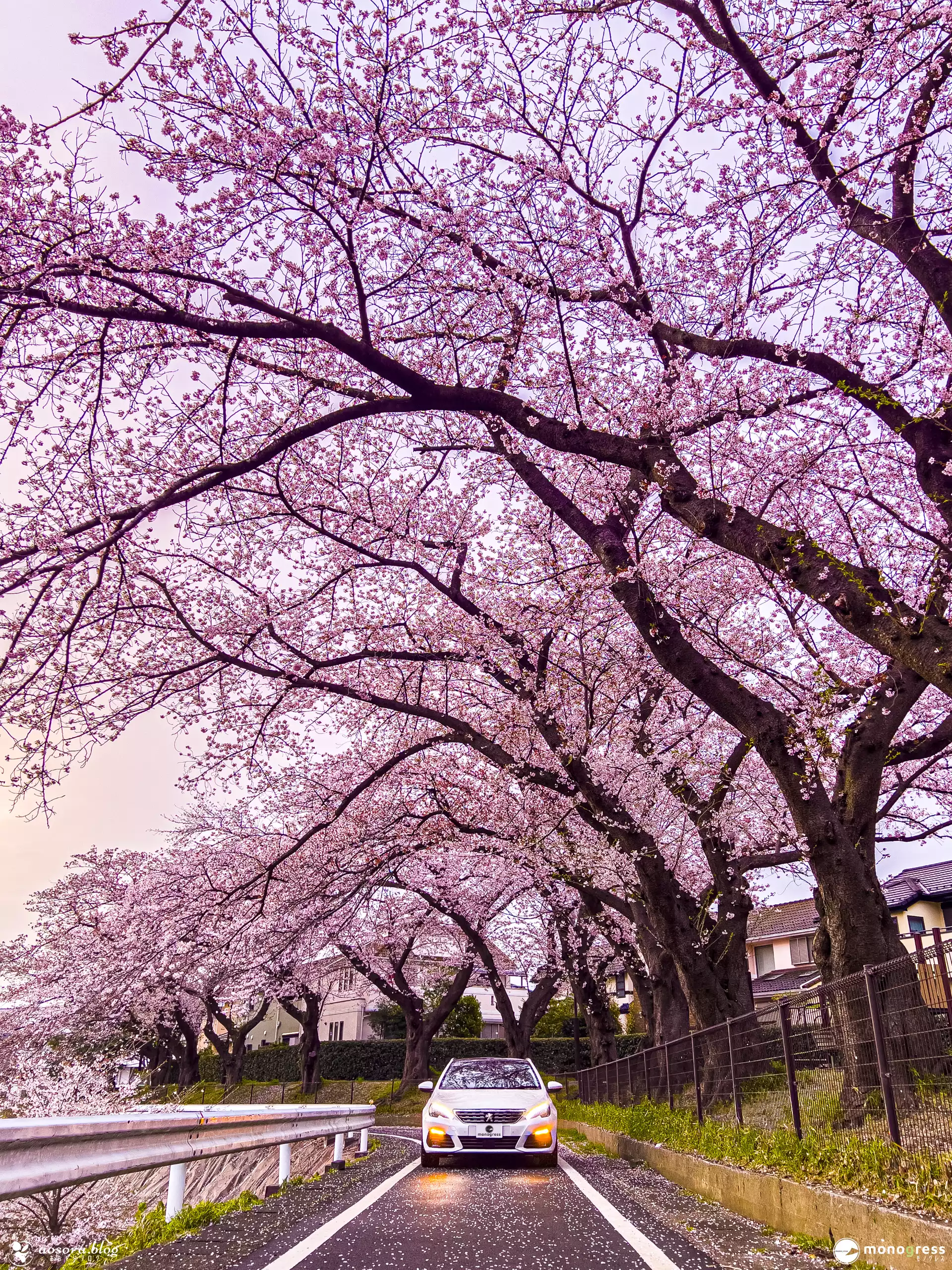 咲き乱れる桜と Peugeot 308SW