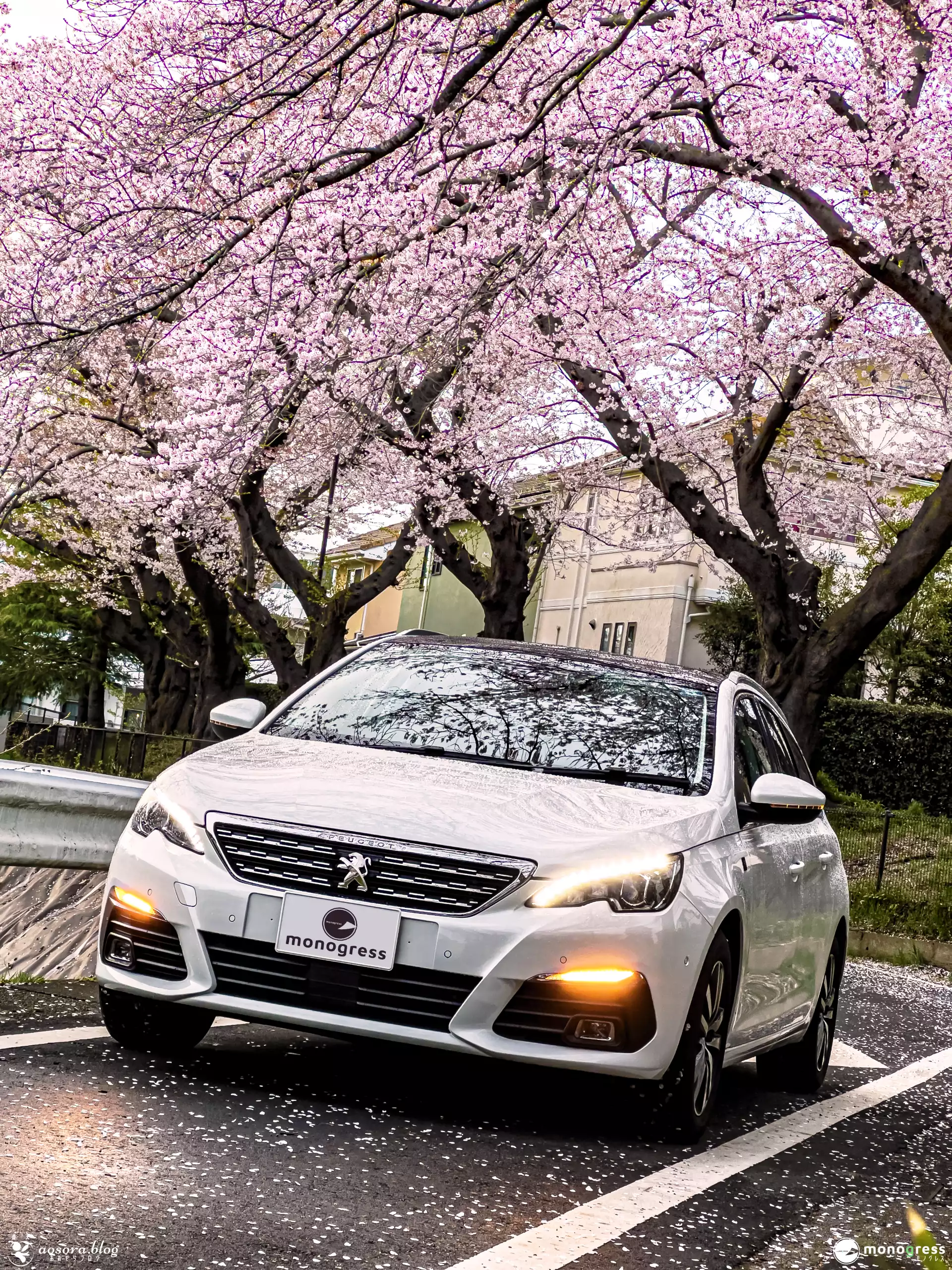 Peugeot 308SW と桜の木