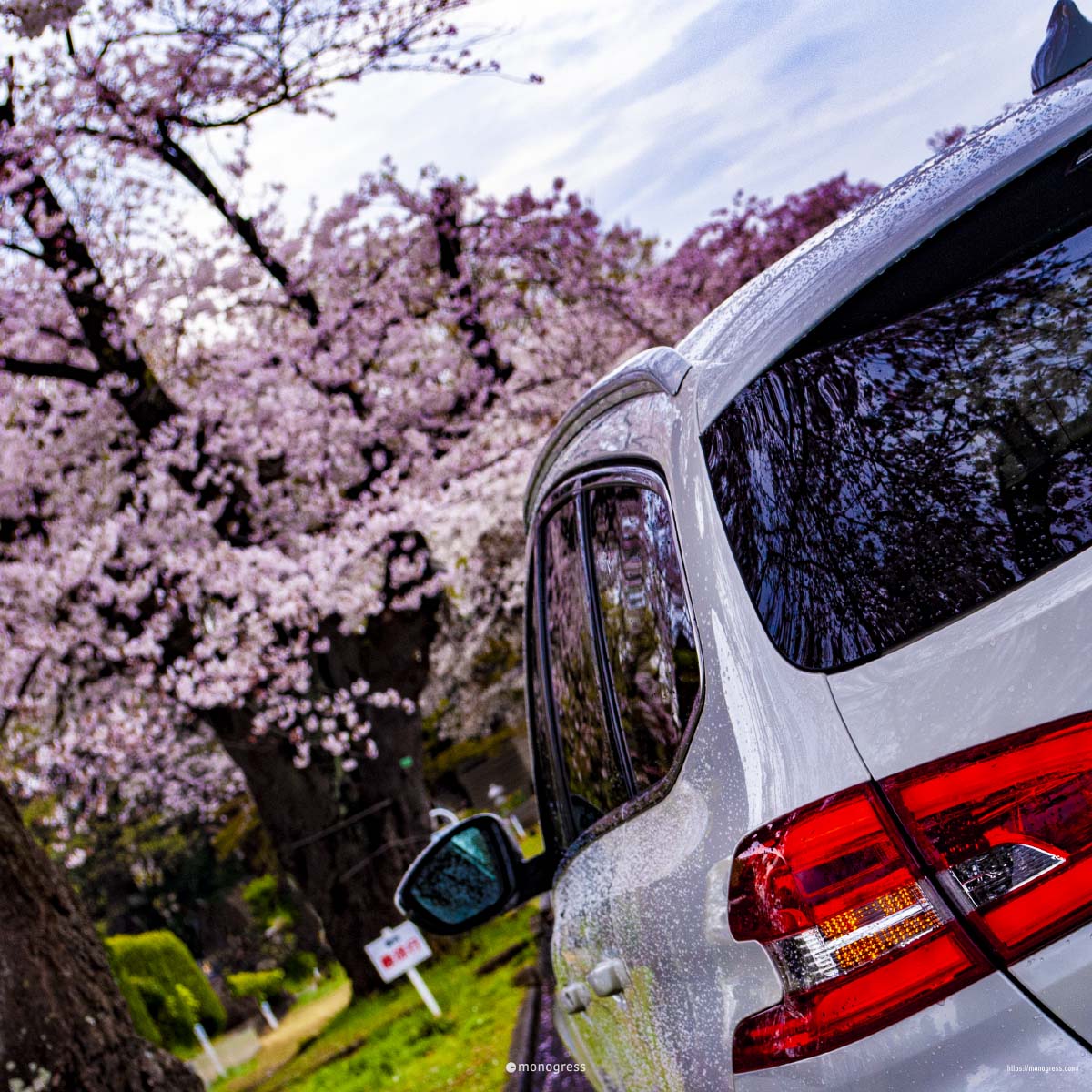 Peugeot 308 と桜並木